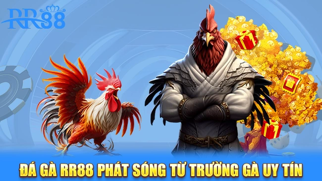 Đá gà RR88 phát sóng từ trường gà uy tín