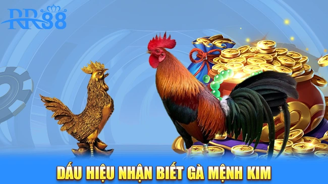 Dấu hiệu nhận biết gà mệnh Kim