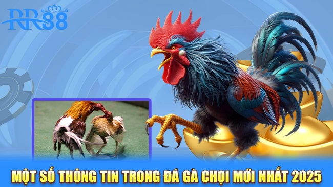 Một số thông tin trong đá gà chọi mới nhất 2025
